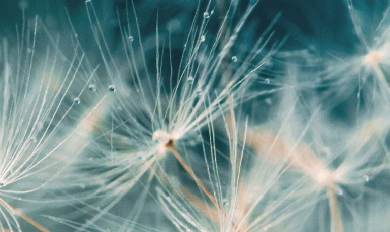 Dichtbijopname van een paardenbloemzaad met een blauwe achtergrond. Coach en therapeut.